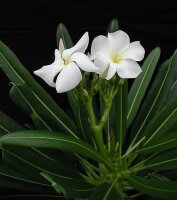 Pachypodium lamerei fo. fiherenense Fiherenana-Tal, Tulear, Madagaskar