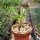Pachypodium lamerei fo. fiherenense Fiherenana-Tal, Tulear, Madagaskar