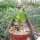 Pachypodium lamerei fo. fiherenense Fiherenana-Tal, Tulear, Madagaskar