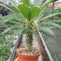 Pachypodium lamerei v. ramosum