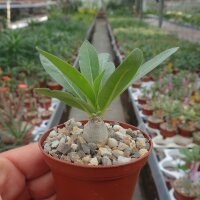 Pachypodium lealii