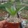 Pachypodium lealii