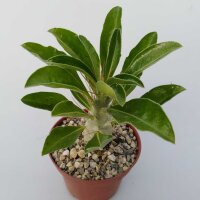 Pachypodium lealii ssp. saundersii