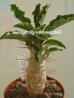 Pachypodium lealii ssp. saundersii