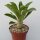 Pachypodium lealii ssp. saundersii