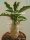 Pachypodium lealii ssp. saundersii