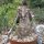 Pachypodium rosulatum ssp. makayense