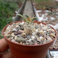 Pachypodium namaquanum
