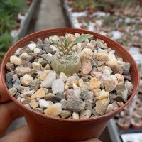 Pachypodium namaquanum