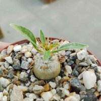 Pachypodium namaquanum