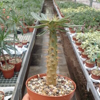 Pachypodium rosulatum