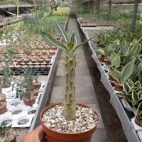 Pachypodium rosulatum