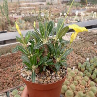 Pachypodium rosulatum