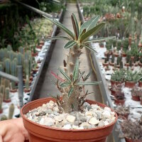 Pachypodium rosulatum