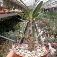 Pachypodium rosulatum