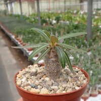 Pachypodium rosulatum