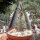 Pachypodium rosulatum