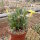 Pachypodium rosulatum