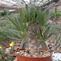 Pachypodium rosulatum v. gracilius