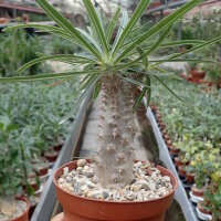 Pachypodium rosulatum v. gracilius