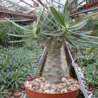 Pachypodium rosulatum v. gracilius