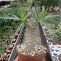 Pachypodium rosulatum v. gracilius