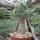 Pachypodium rosulatum v. gracilius