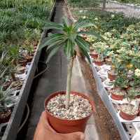 Pachypodium rutenbergianum