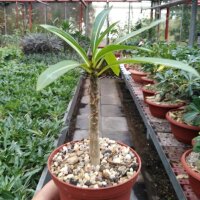 Pachypodium rutenbergianum
