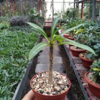 Pachypodium rutenbergianum