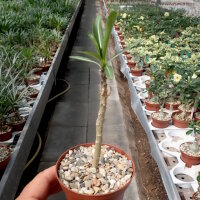 Pachypodium rutenbergianum