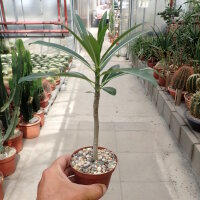 Pachypodium rutenbergianum