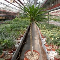 Pachypodium rutenbergianum