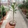Pachypodium rutenbergianum