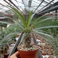 Pachypodium mikea