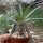 Pachypodium mikea