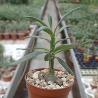 Pachypodium succulentum