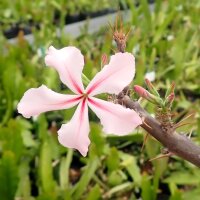 Pachypodium succulentum