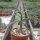 Pachypodium succulentum