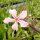 Pachypodium succulentum
