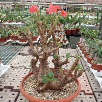 Pachypodium windsorii XL CITES, not outside EU