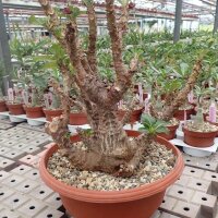 Pachypodium windsorii XL CITES, not outside EU