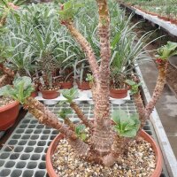 Pachypodium windsorii XL CITES, not outside EU
