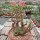 Pachypodium windsorii XL CITES, not outside EU