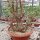 Pachypodium windsorii XL CITES, not outside EU
