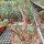 Pachypodium windsorii XL CITES, not outside EU