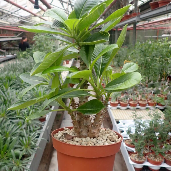 Pachypodium windsorii   CITES, not outside EU