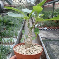 Pachypodium windsorii   CITES, not outside EU