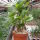 Pachypodium windsorii   CITES, not outside EU