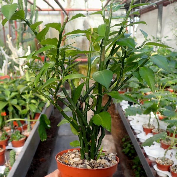Pedilanthus tithymaloides